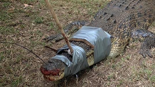 The Watson family got the shock of their lives when they found a 3.1m croc in their Bees Creek backyard. Picture; Supplied