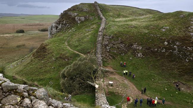 The tree was one of the UK's most photographed. Picture: Jeff J Mitchell/Getty Images