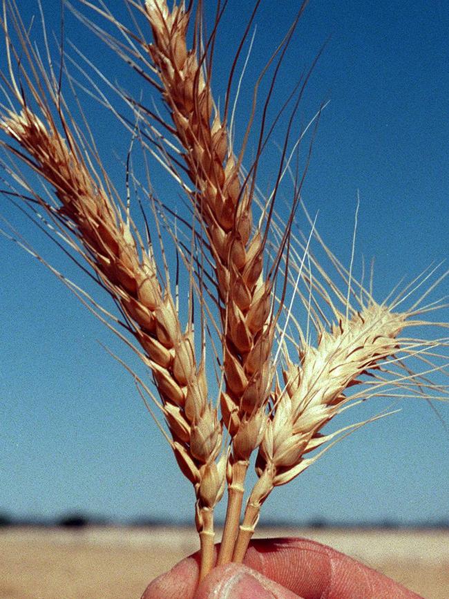 Wheat farming could be heading for the coasts, and to Tasmania, because of climate change.