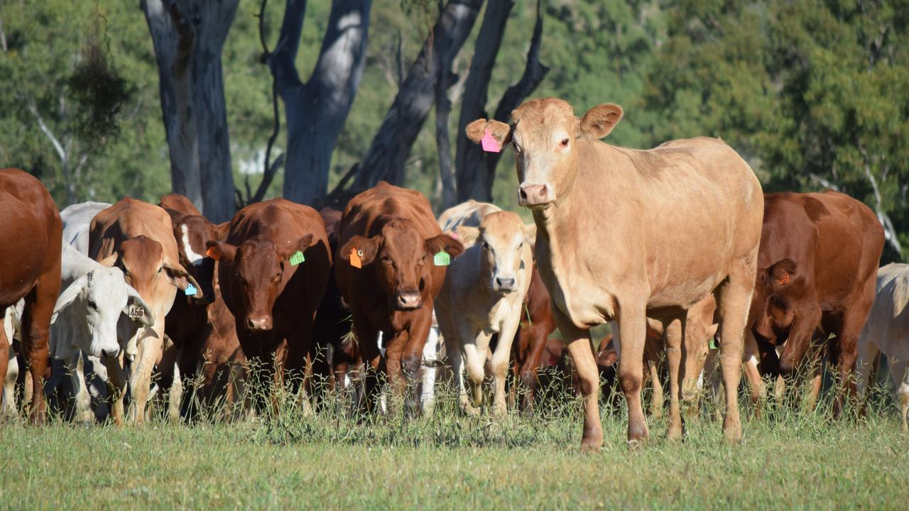 Aussie cattle exports have become the latest battleground.