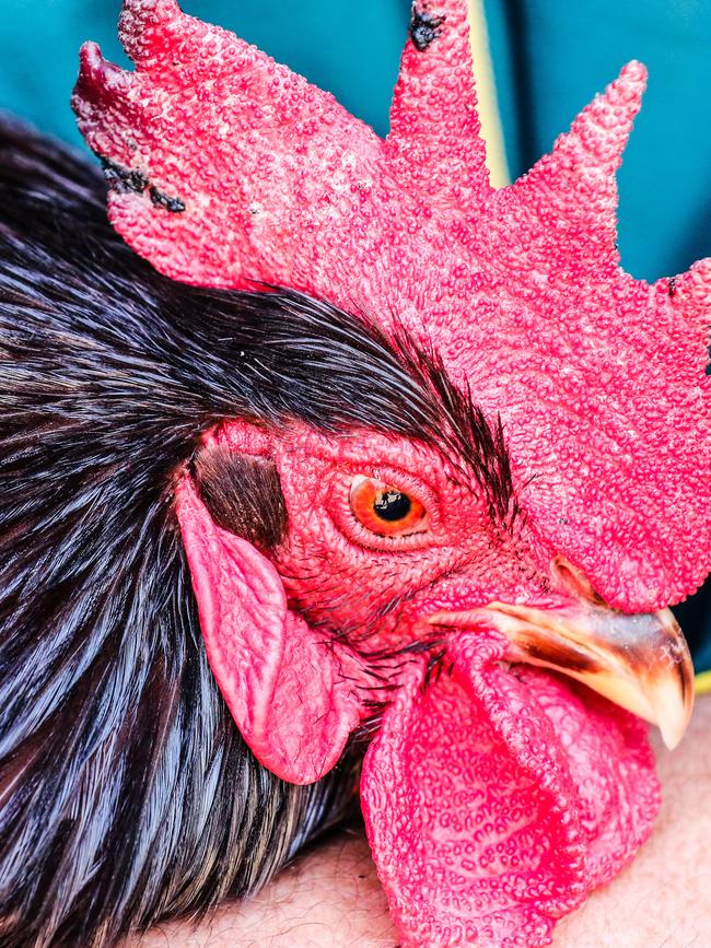 A champion Bantam Rooster on day two of the Royal Darwin Show. Picture: Glenn Campbell