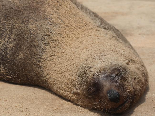 SYDNEY, AUSTRALIA - NewsWire Photos DECEMBER 16, 2020: An Australian fur seal pictured sleeping at Dee Why Beach. It's the same Australian fur seal that has been showing up on Sydney Northern beaches these last few weeks. Picture: NCA NewsWire / Damian Shaw
