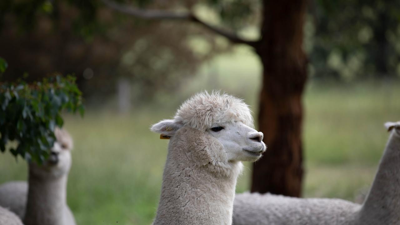 Coronavirus Australia: Alpacas be used in race to find cure | news.com.au — Australia's leading news site
