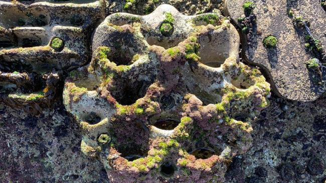 Image of growth on panels at Fairlight Pool. Picture: Maria Vozzo