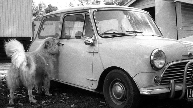 Doug and Helen Barr’s pet dog Murdoch, pictured peering into the couple's car soon after their disappearance in 1975.