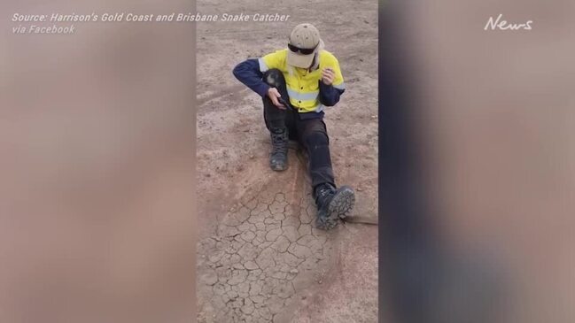 Deadly eastern brown snake interrupts woman’s smoko