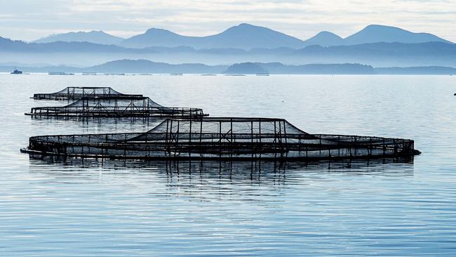 Petuna salmon pens in Macquarie Harbour.