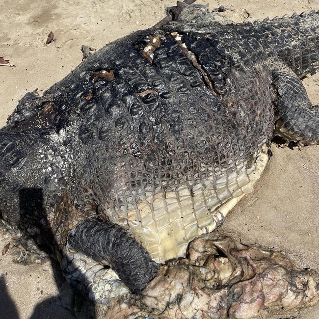 A $10,000 reward has been offered over the killing and dismembering of crocodiles in Far North Queensland.