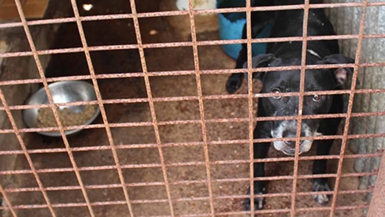 ‘Unintended neglect’: Diseased dogs seized from Territory big wig