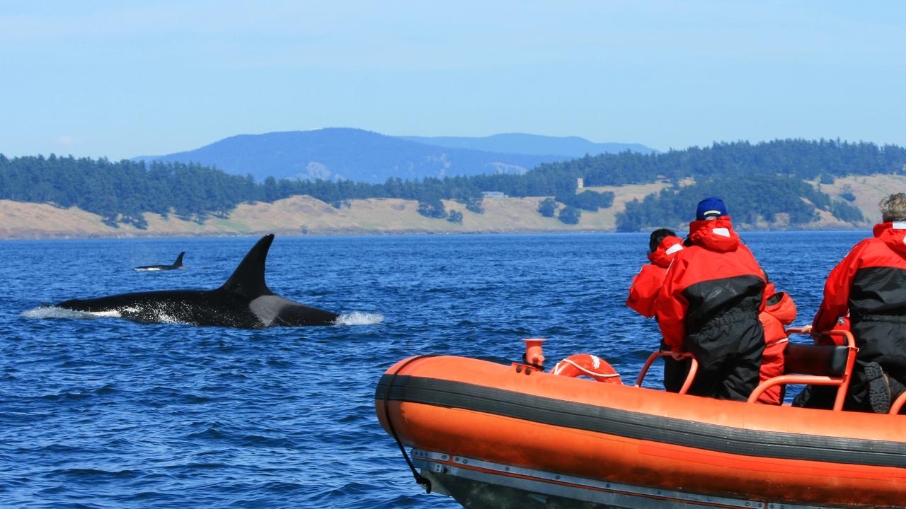 ‘Deafening’. One boat owner said she could hear the killer whales whistling to one another as they attacked the boat.