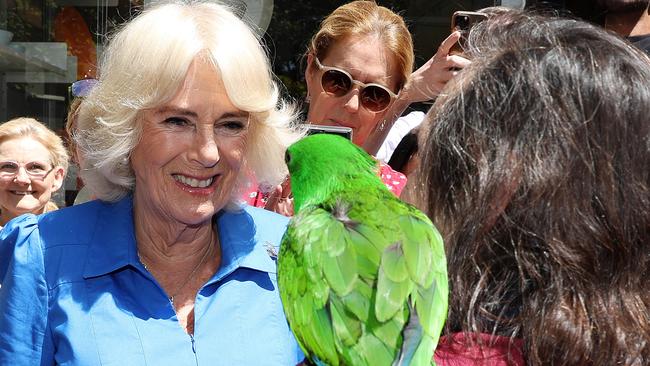 SYDNEY, AUSTRALIA - NewsWire Photos - 22 OCTOBER, 2024:  POOL - ROYAL TOUR 2024, SEPTEMBER 22, 2024.Pictured is Queen Camilla meeting Pierre Gawronski and his Parrot Cesar, after visiting Refettorio OzHarvest in Surry Hills, Sydney today as part of the Royal Australian Tour. Picture: NewsWire / Tim Hunter