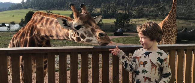 Archer Smith, 5, feeds a giraffe at Tasmania Zoo. Picture: Linda Smith