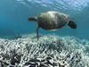 TOPSHOT - This undated handout photo released on April 20, 2016 by XL Catlin Seaview Survey shows a turtle swimming over bleached coral at Heron Island on the Great Barrier Reef.  Australia's iconic Great Barrier Reef is suffering its worst coral bleaching ever recorded with 93 percent impacted, scientists said on April 20, 2016 as they revealed the phenomenon was also hitting the other side of the country. / AFP PHOTO / XL CATLIN SEAVIEW SURVEY / STR / -----EDITORS NOTE --- RESTRICTED TO EDITORIAL USE - MANDATORY CREDIT "AFP PHOTO / XL CATLIN SEAVIEW SURVEY" - NO MARKETING - NO ADVERTISING CAMPAIGNS - DISTRIBUTED AS A SERVICE TO CLIENTS - NO ARCHIVES