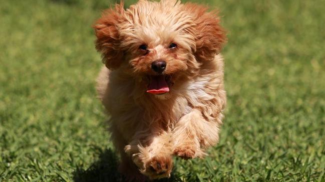 Can you claim a cavoodle puppy as a legitimate home security expenses on your end of year taxes?