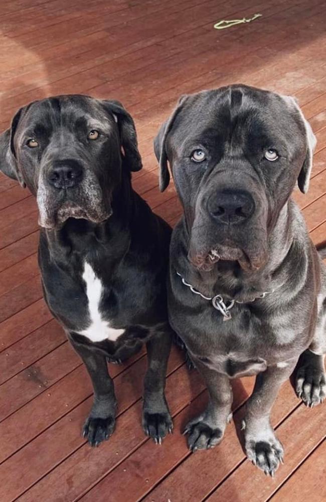 Ipswich Cutest Dog Competition 2022: Tahnee Rogers' dogs.