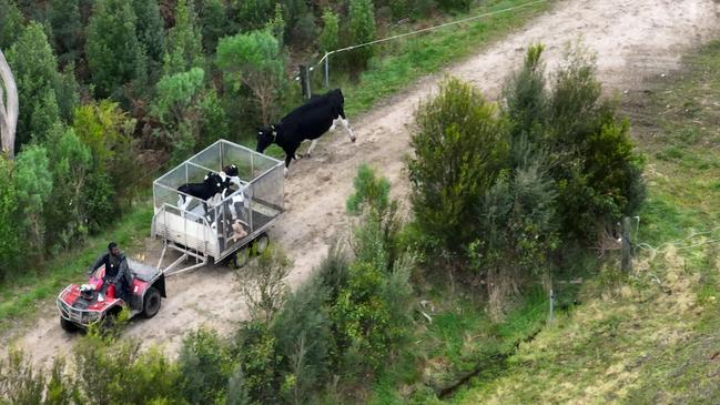 Farm Transparency Project activists’ drone footage of cows following a trailer containing their calves.