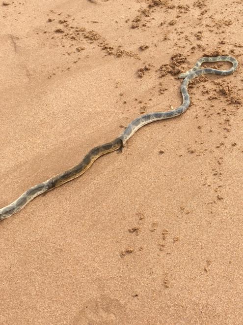 A family spotted the unusual sight of the potentially deadly sea snake stranded on the sand just south of North Avoca Surf Club yesterday. Picture: Melanie Fentoullis