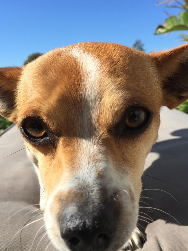 PEACHES: Peaches enjoys fishing out on the boat with her dad and chasing the ball.