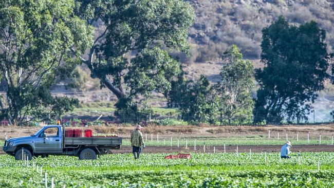 Tripod Farmers Group farm at Bacchus Marsh in Victoria has been identified as the source of the salmonella outbreak. Picture: Jason Edwards