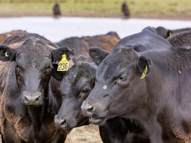 LIVESTOCK: Mike O'Halloran angus weaners Mike O'Halloran with his angus weaners on his farm at MansfieldPICTURED: Generic farm. Angus cattle. Weaners. Weaner cattle. Stock Photo.Picture: Zoe Phillips