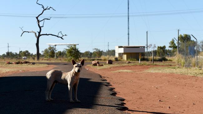 A dog in Ali Curung. Picture: Tricia Watkinson