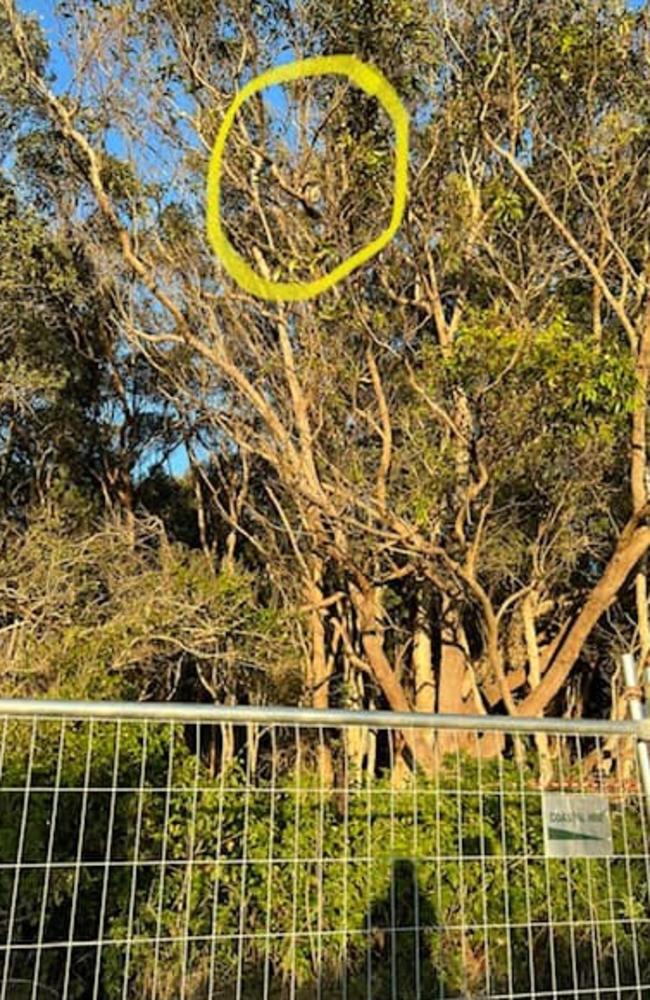 Bravo in his habitat before it was cleared. Picture: Koala Hospital Port Macquarie Facebook Page