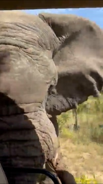 American tourist dies as 5-ton elephant chases safari truck
