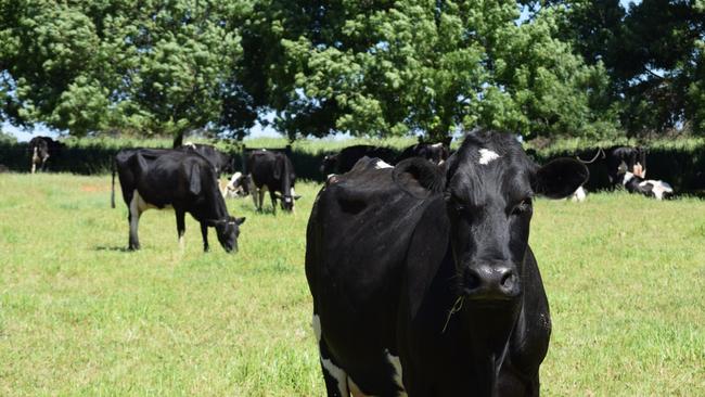 New Zealand’s largest processor has cut its farmgate milk price forecast for the second time in two weeks. Picture: Jamie-Lee Oldfield