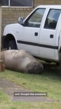 Napping seal blocks Aussie from going to work