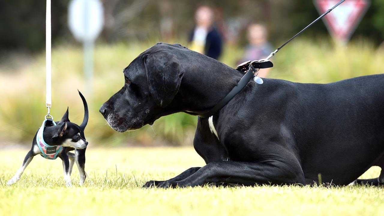 Daisy and Odin face off at the Armstrong Creek Pets Day. Picture: David Smith