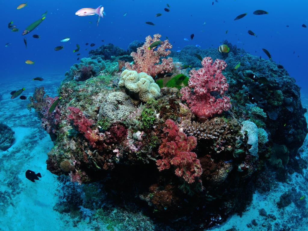 The Australian Marine Conservation Society said the report was ‘devastating’.