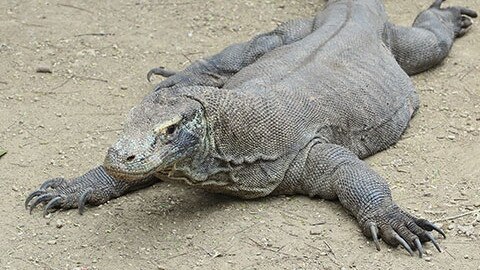 Adelaide Zoo will soon welcome a komodo dragon.