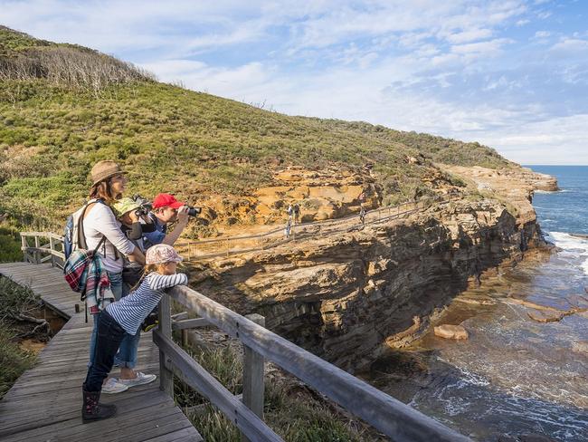 Whale watching along the Bouddi Coastal Walk in Bouddi National Park. Picture: NSW National Parks.