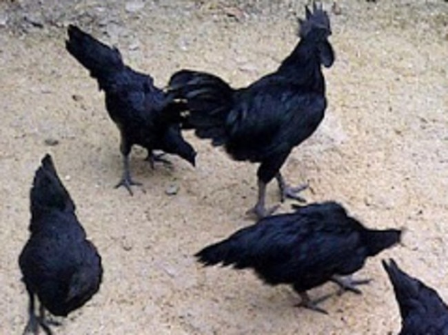 The birds can fetch $2000 each. Picture: Cemani Farms