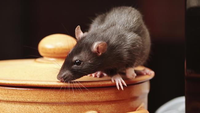 Rat-infested Melbourne eateries have been fined in recent years. Generic picture: iStock