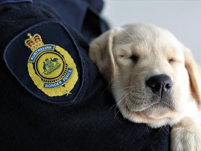 One of the Australian Border Force Labrador Retriever puppies rests after a training session at the National Detector Dog Program Facility Picture: ABF