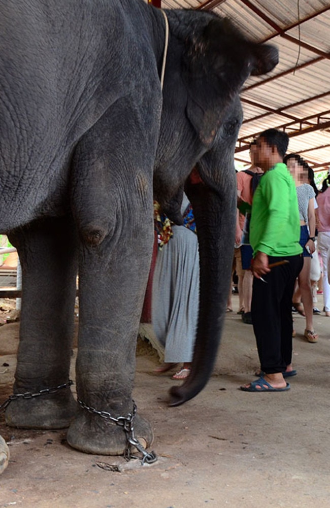 This elephant is restrained by very short chains, greatly limiting their movement and space at a tourism venue in Thailand. Picture: World Animal Protection