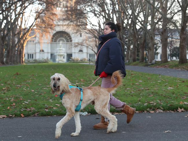 MELBOURNE, AUSTRALIA - NewsWire Photos, JULY 20, 2021. Melbourne has its coldest day of the year. A woman walks her dog in Carlton Gardens. Picture: NCA NewsWire / David Crosling