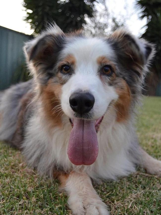 Jasmin Dawe's Australian shepherd Liberty died after being attacked by another dog. Picture: Facebook