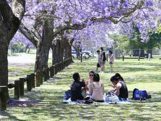 Grafton's Jacarandas have been popular with Asian visitors to Grafton responding to the Clarence Valley Council's social media campaing. Picture: Tim Howard