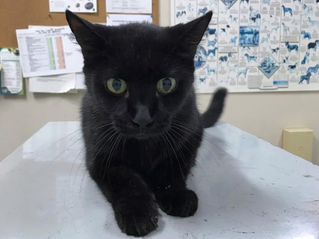 MAGICAL: Sabrina, a two-year-old female cat, is very friendly, and likes to lean in on you to get that extra pat. Photo: Lismore City Council