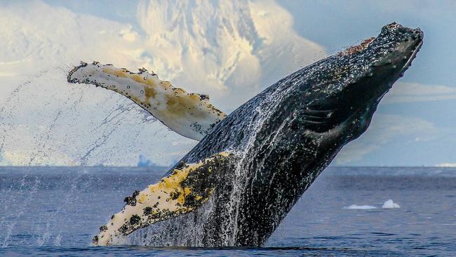 A humpback whale in waters off the Antarctic Peninsula. Picture: Chris Johnson, Duke University