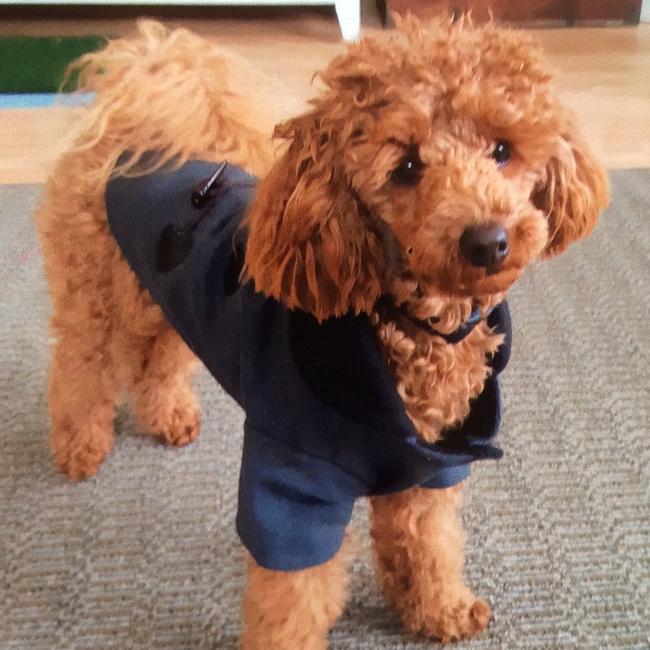 Toy poodle Denver before going for his daily walk in Stanhope Gardens.