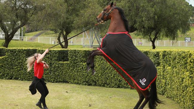 A spirited Redzel can’t wait to get going in the race he won last year.