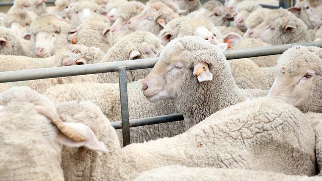 National sheep numbers are forecast to drop 6.8 per cent this year, the largest year-on-year decline since 2008.