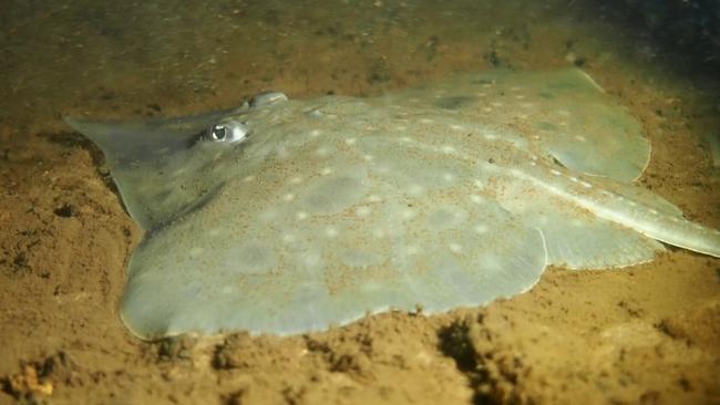 Maugean Skate in Macquarie Harbour TAS (Credit Jane Ruckert). Picture: Jane Ruckert