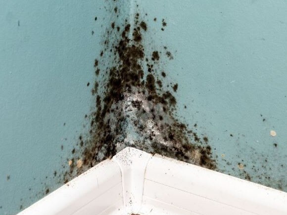 Mould in the home. Picture Instagram.JPG