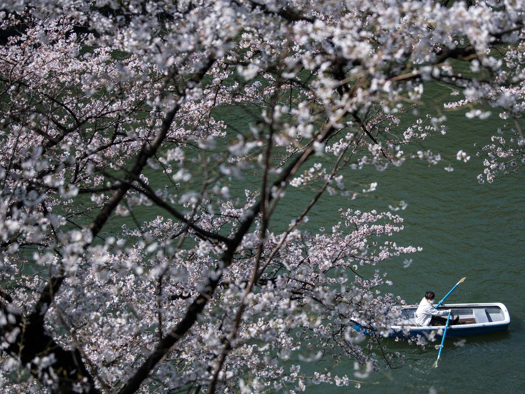 A man rows a boat past cherry blossom on Chidorigafuchi Moat, one of twelve moats that surround the Japanese Imperial Palace, on March 25, 2018 in Tokyo, Japan. The Japanese have a long-held tradition of enjoying the blooming of cherry blossoms. The blossom is deeply symbolic, it only lasts for around one week and marks the beginning of spring. It is claimed that the short-lived existence of the blossom taps into a long-held appreciation of the beauty of the fleeting nature of life, as echoed across the nation’s cultural heritage. Picture: Getty Images