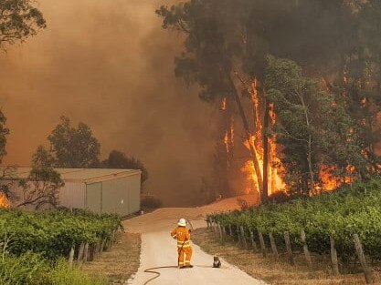 Eden Hills Country Fire Service posted this image of a CFS volunteer fighting a fire with a koala sitting alongside them . PIcture: Facebook