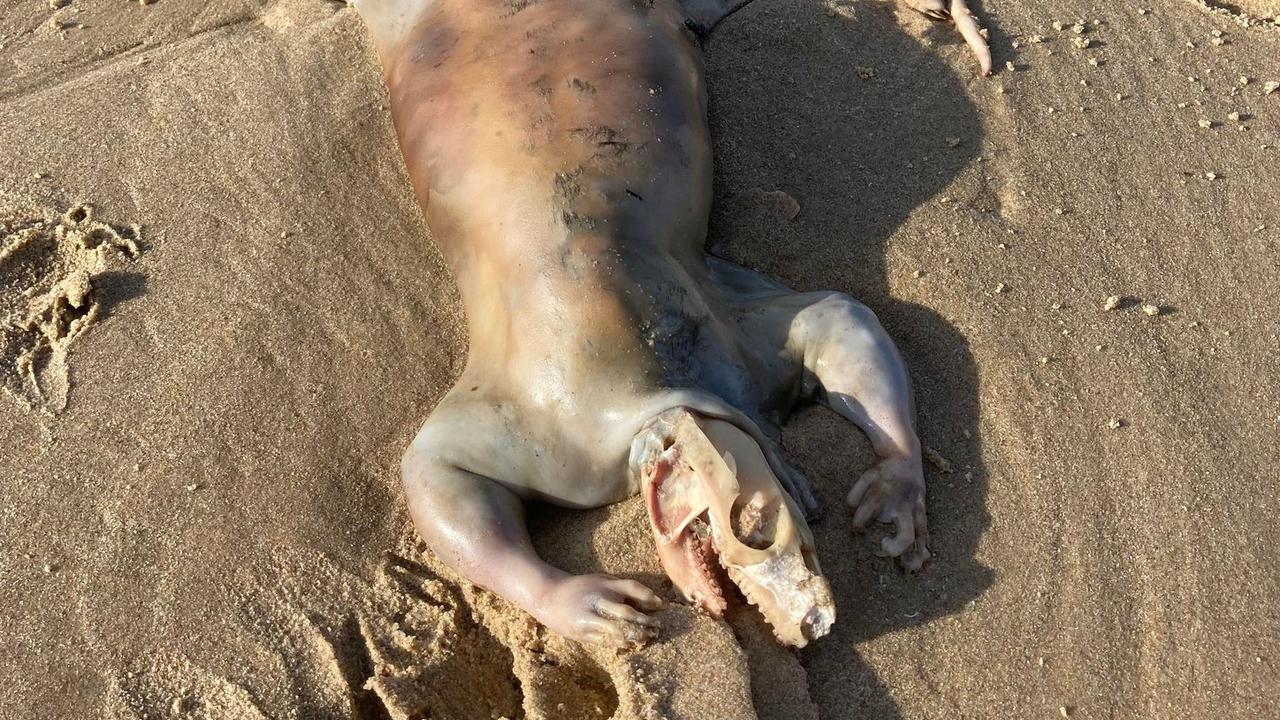 Maroochydore resident Alex Tan was shocked to discover a mystery animal at Cotton Tree beach following recent floods.